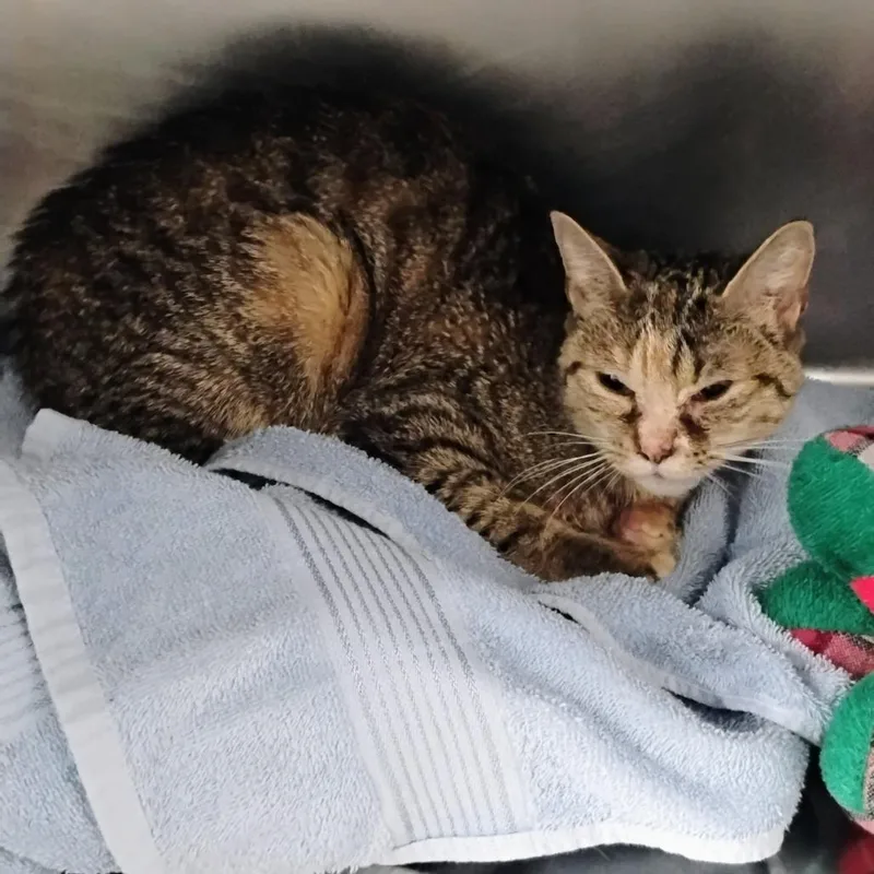 A young medium-sized female Gray / Blue / Silver Domestic Short Hair cat named Majesty for adoption in Allentown, PA