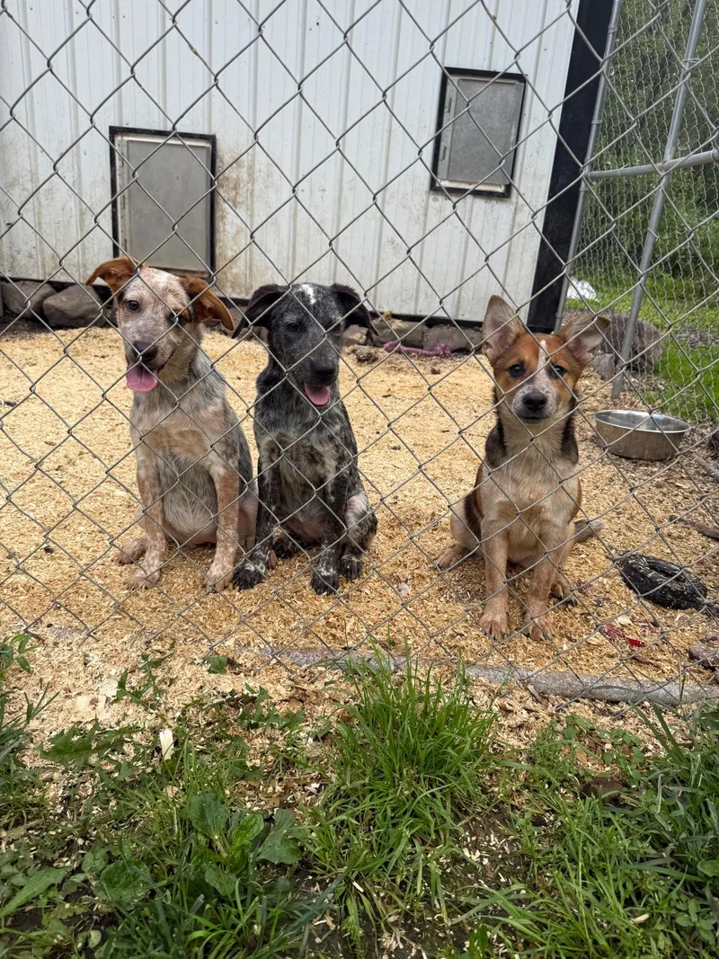 A young medium-sized female Red / Chestnut / Orange Cattle Dog dog named Cattle Girls for adoption in tannersville, PA