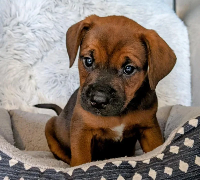 A baby small-sized female Labrador Retriever dog named Brian for adoption in St. Augustine, FL