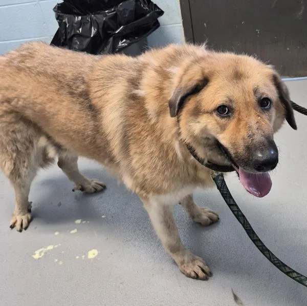 An adult large-sized female Shepherd dog named Pen c Fiona for adoption in Lawrenceville, GA