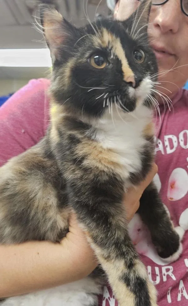 A baby small-sized female Domestic Medium Hair cat named Nut for adoption in Salisbury, MD