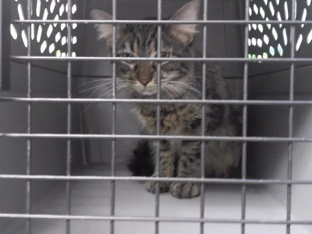 A young small-sized female Domestic Short Hair cat named Team Edward for adoption in Omaha, NE