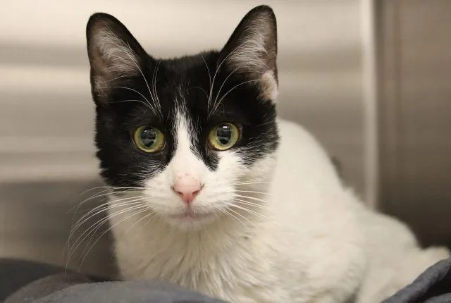 An adult small-sized female Domestic Short Hair cat named Scappy for adoption in Tucson, AZ