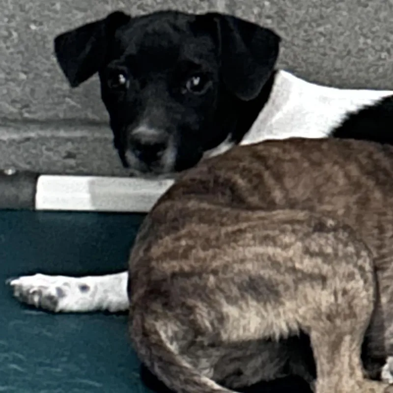 A young small-sized male Black Terrier dog named Drax for adoption in Yuma, AZ