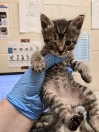 A baby small-sized male Domestic Short Hair cat named Cosmo for adoption in Westland, MI