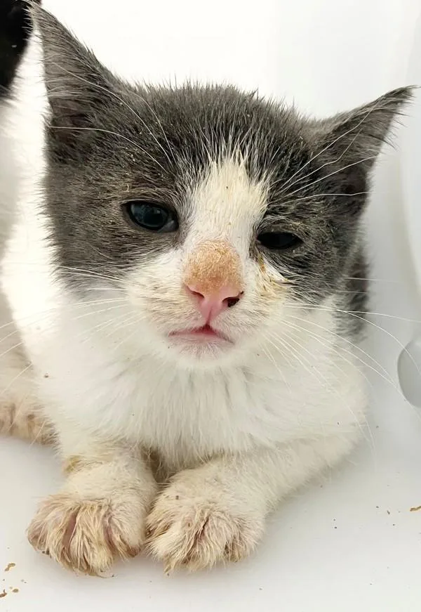 A baby small-sized male Domestic Short Hair cat named Selkie for adoption in Staten Island, NY