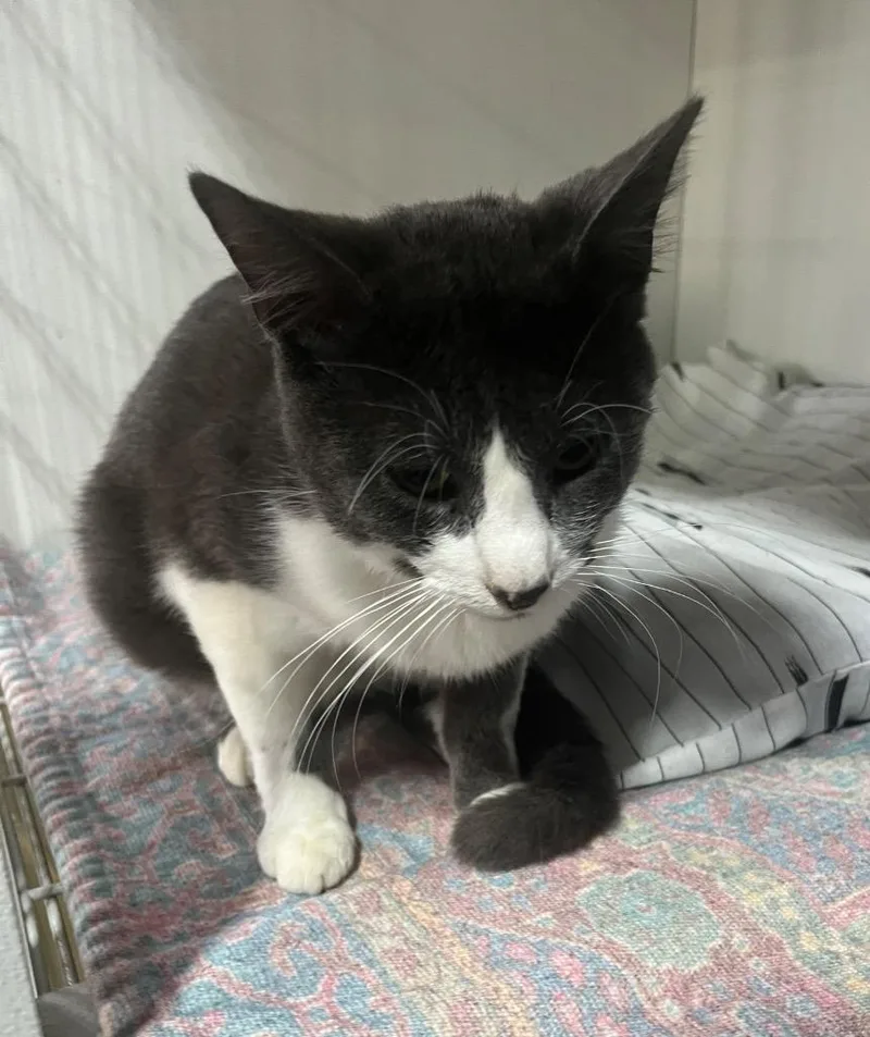 A young medium-sized male Domestic Short Hair cat named Uncle Buck for adoption in Kell, IL