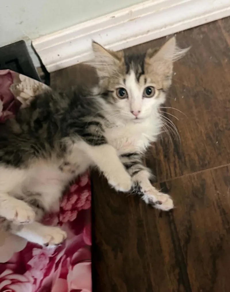A baby medium-sized male White Domestic Long Hair cat named Rocket for adoption in Overland Park, KS
