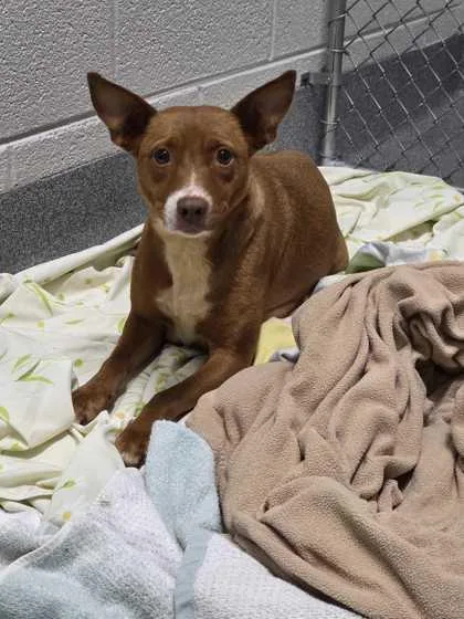 An adult medium-sized female Mixed Breed dog named Charlotte for adoption in Sevierville, TN