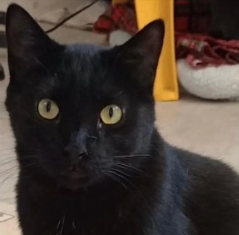 An adult medium-sized male Domestic Short Hair cat named Blackie for adoption in Saginaw, MI