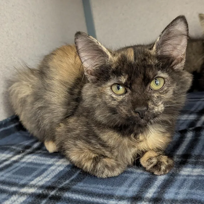 A baby small-sized female Tortoiseshell Domestic Short Hair cat named Peony for adoption in Evansville, IN