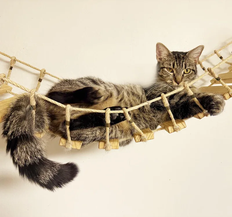 An adult medium-sized female Tabby (Tiger Striped) Domestic Short Hair cat named Freesia for adoption in Mansfield, OH