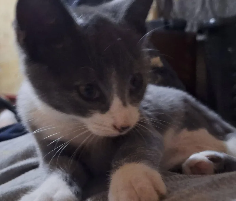 A baby small-sized female Domestic Short Hair cat named Vaxcella for adoption in Clymer, PA