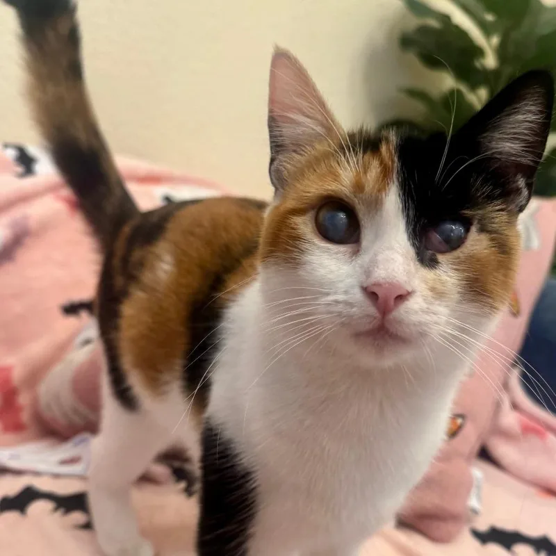 An adult medium-sized female Calico Domestic Short Hair cat named Gracie for adoption in Los Angeles, CA