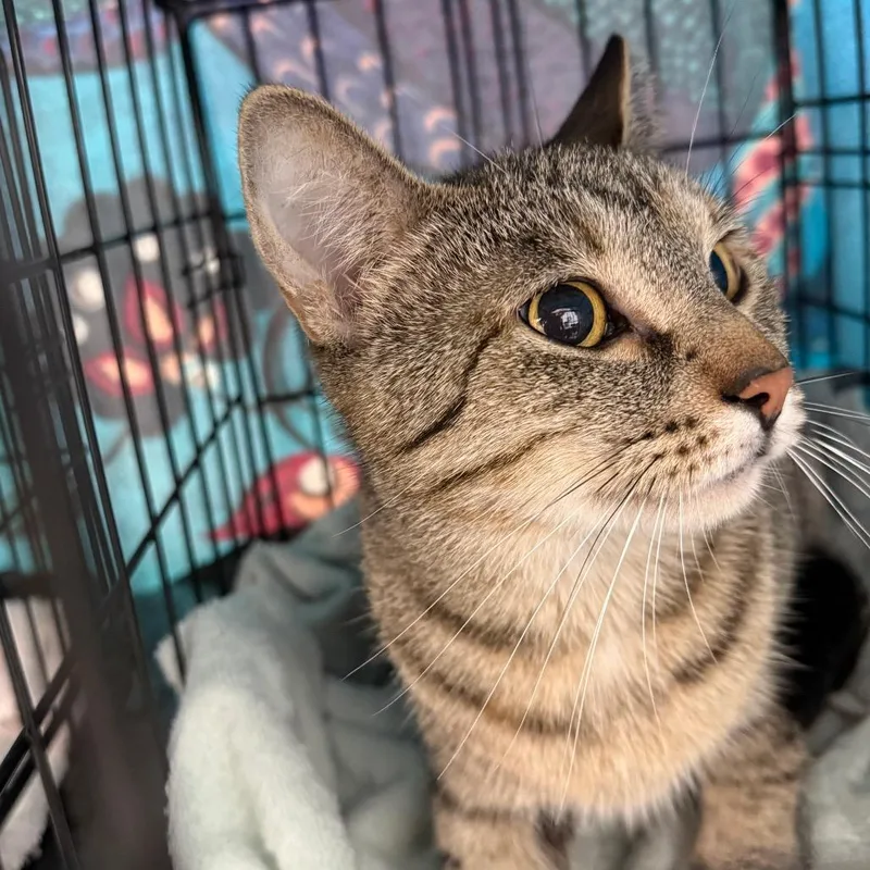 A young medium-sized female Black Domestic Short Hair cat named Gypsy for adoption in Bismarck, ND