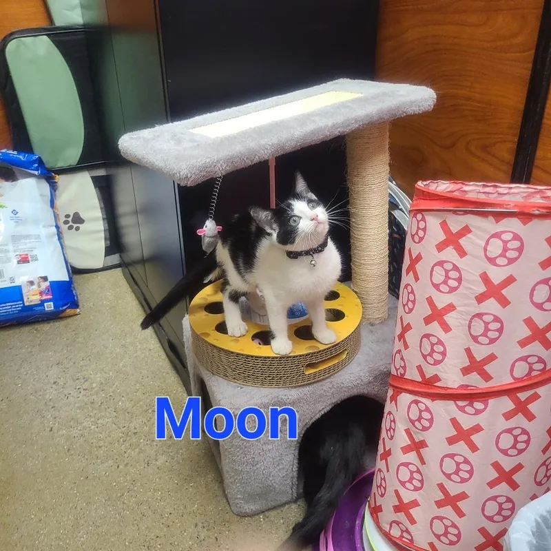 A baby small-sized female Black Domestic Short Hair cat named Moon for adoption in Hamburg, NY