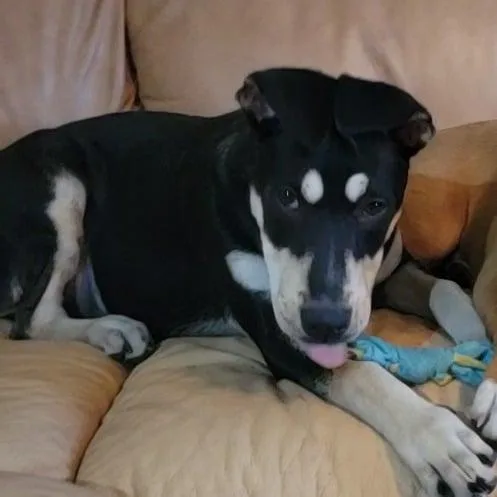 Riley SH thumbnail 3