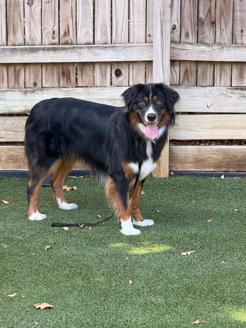 A young large-sized male Australian Shepherd dog named Toby Micheal for adoption in Arlington, TX