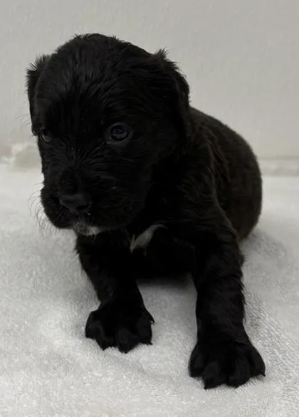 A young large-sized female Labrador Retriever dog named Toast for adoption in Phoenix, AZ