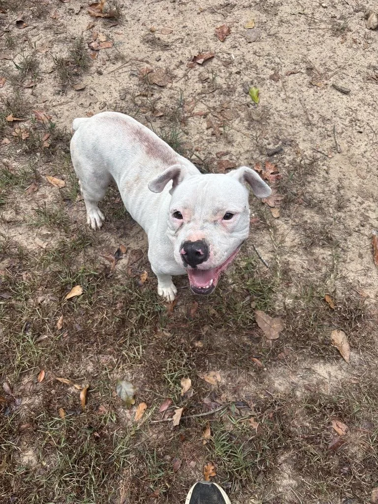 An adult medium-sized male White / Cream Mixed Breed dog named Chief for adoption in Ruston, LA