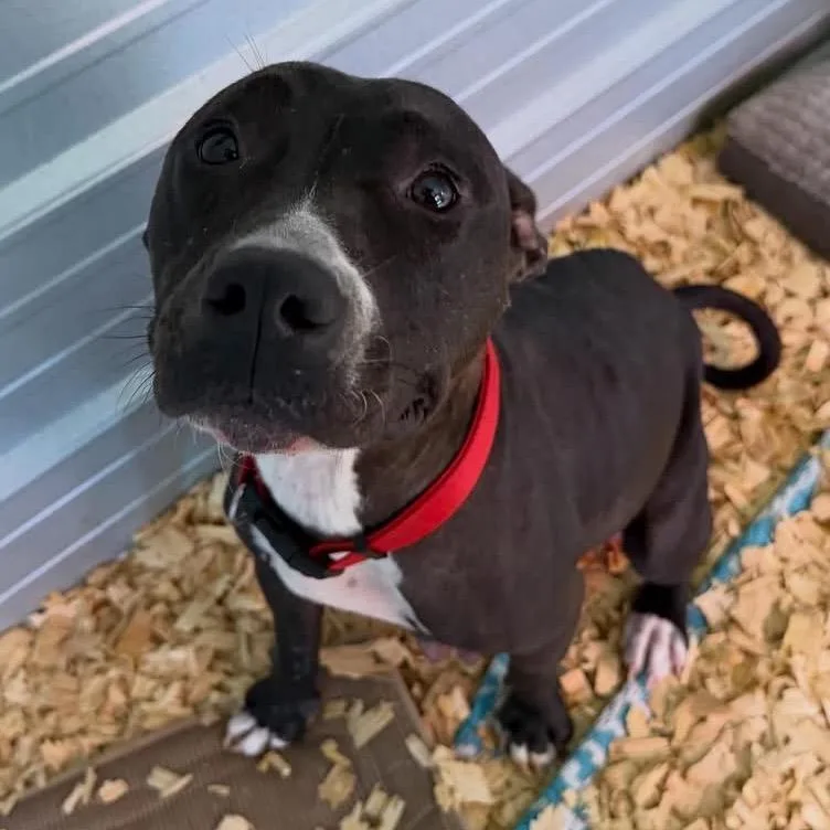 An adult medium-sized female Black Mixed Breed dog named Perdita for adoption in Duck River, TN