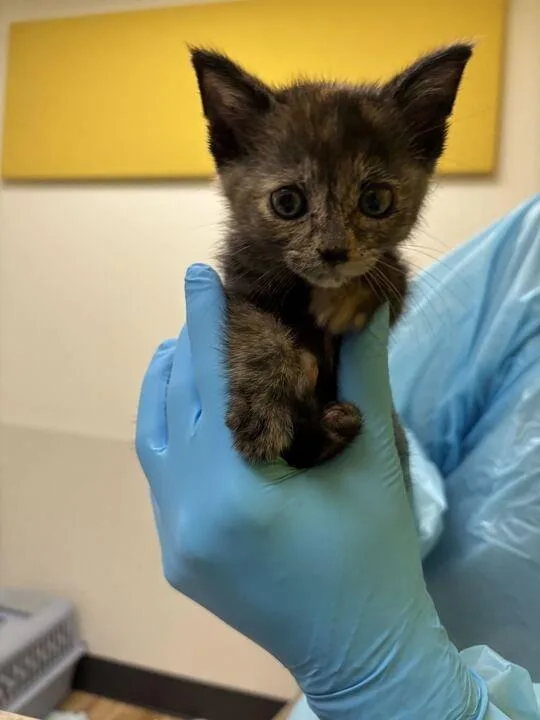 A baby small-sized female Dilute Tortoiseshell Domestic Short Hair cat named Caramel for adoption in Raleigh, NC
