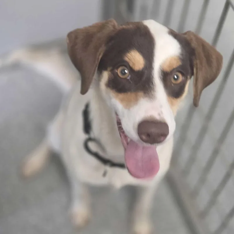 A young medium-sized female White / Cream Mixed Breed dog named Kimber for adoption in Oneonta, NY