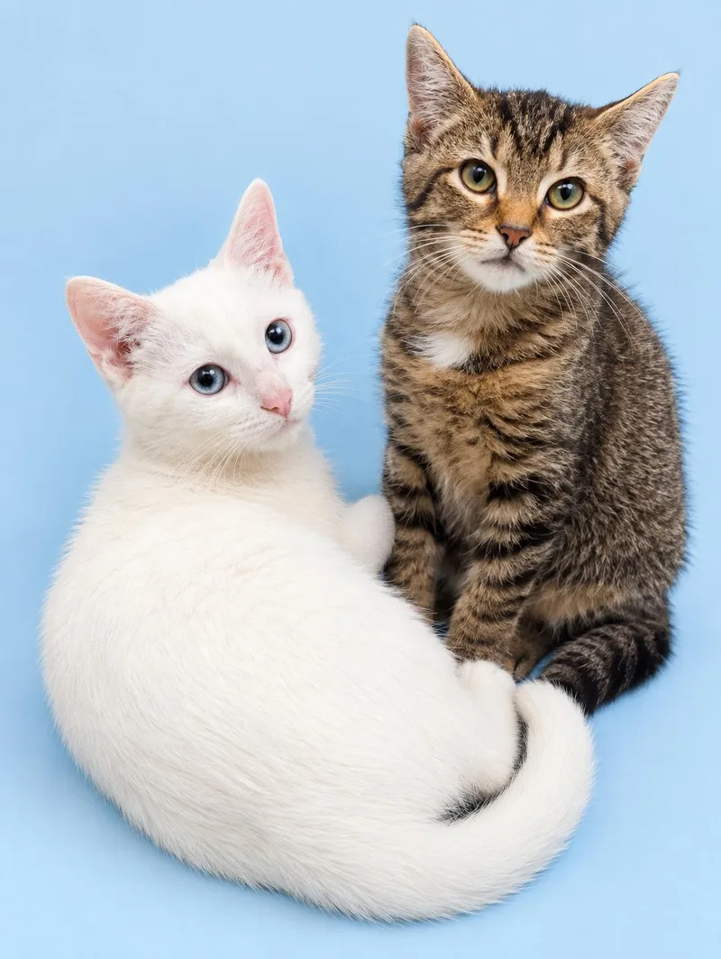 A young large-sized male Domestic Short Hair cat named Honor and Merit Bonded for adoption in Avondale, PA