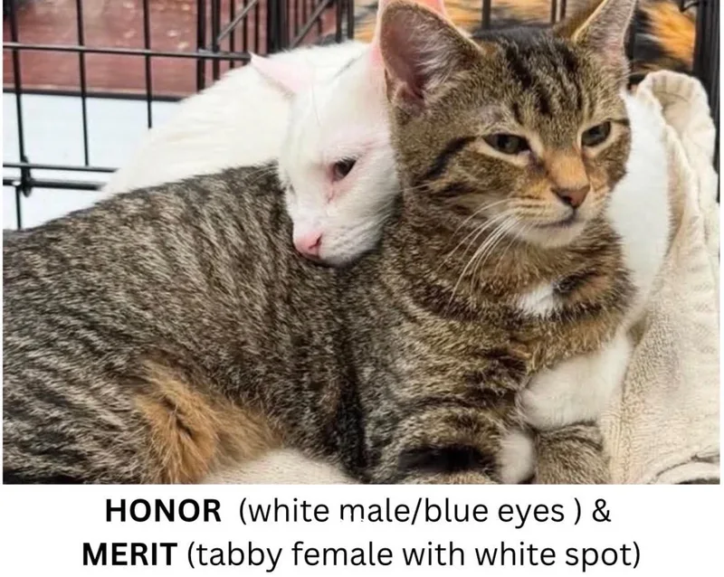 Honor and Merit Bonded thumbnail 3