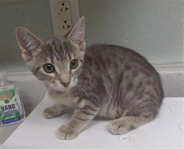 A baby small-sized female Domestic Short Hair cat named Aqua for adoption in Augusta, GA