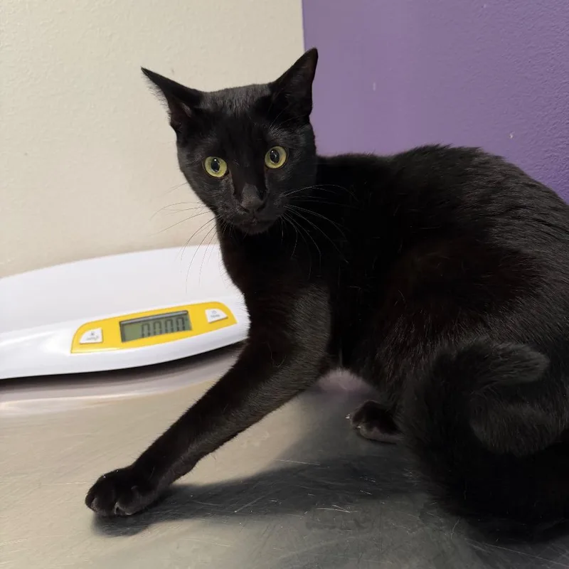 Blue Moon thumbnail 2