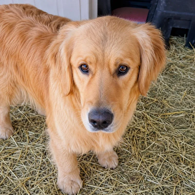 Teddy