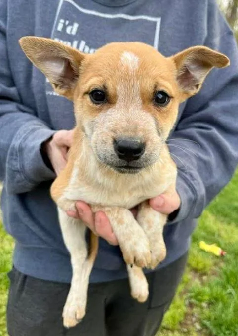 A baby medium-sized male Australian Cattle Dog / Blue Heeler dog named Otto for adoption in Mocksville, NC