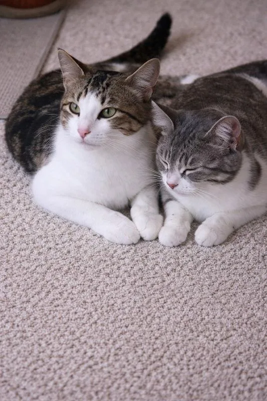 Phillip & Itsy thumbnail 2