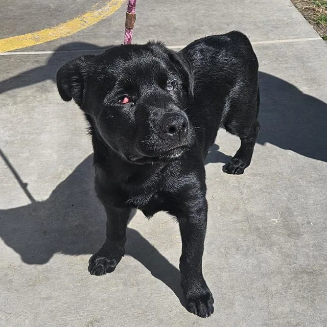 A baby large-sized female Labrador Retriever dog named Ruby for adoption in Camarillo, CA