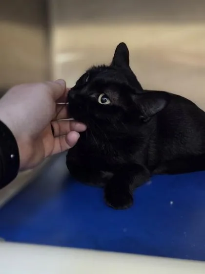 A young medium-sized female Domestic Short Hair cat named Lois for adoption in Westland, MI