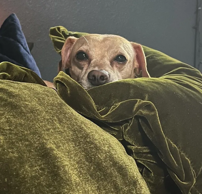 An adult small-sized male Yellow / Tan / Blond / Fawn Chihuahua dog named Mylo for adoption in Gilbert, AZ