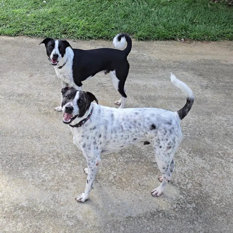 Van Gogh "bonded With thumbnail 2