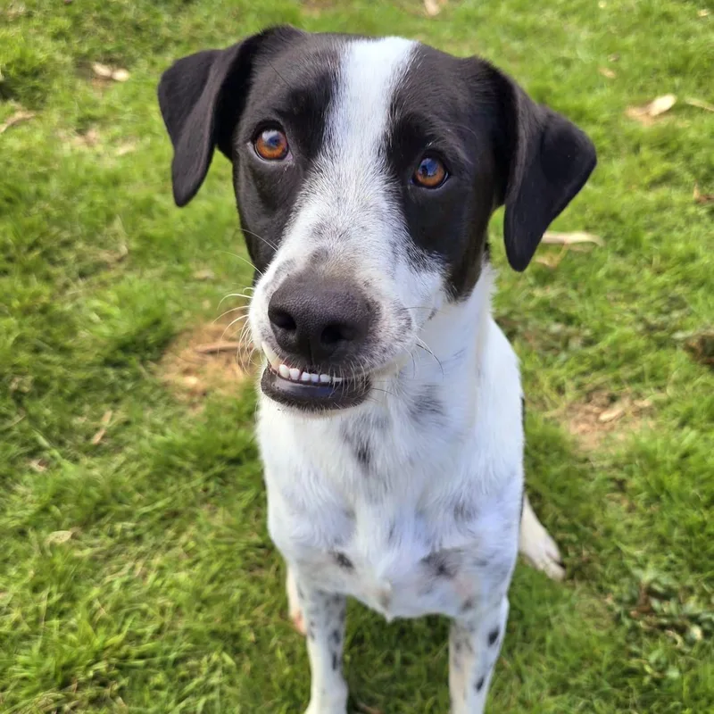 Van Gogh "bonded With