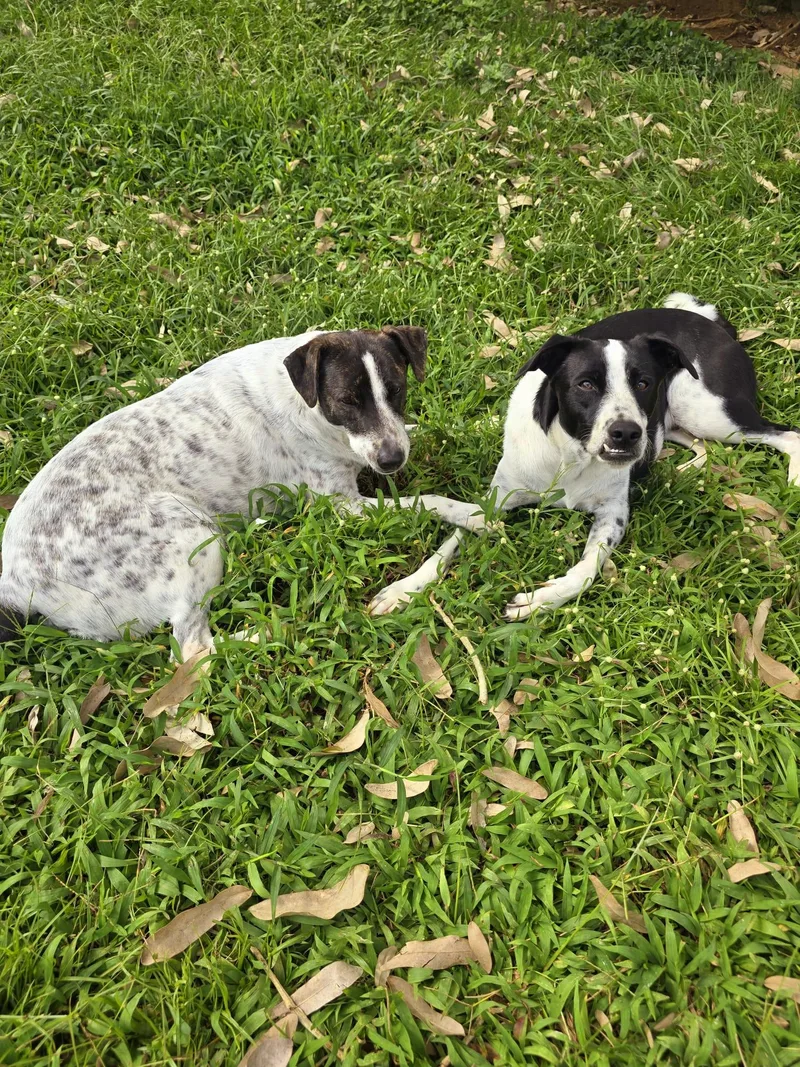 Van Gogh "bonded With thumbnail 3