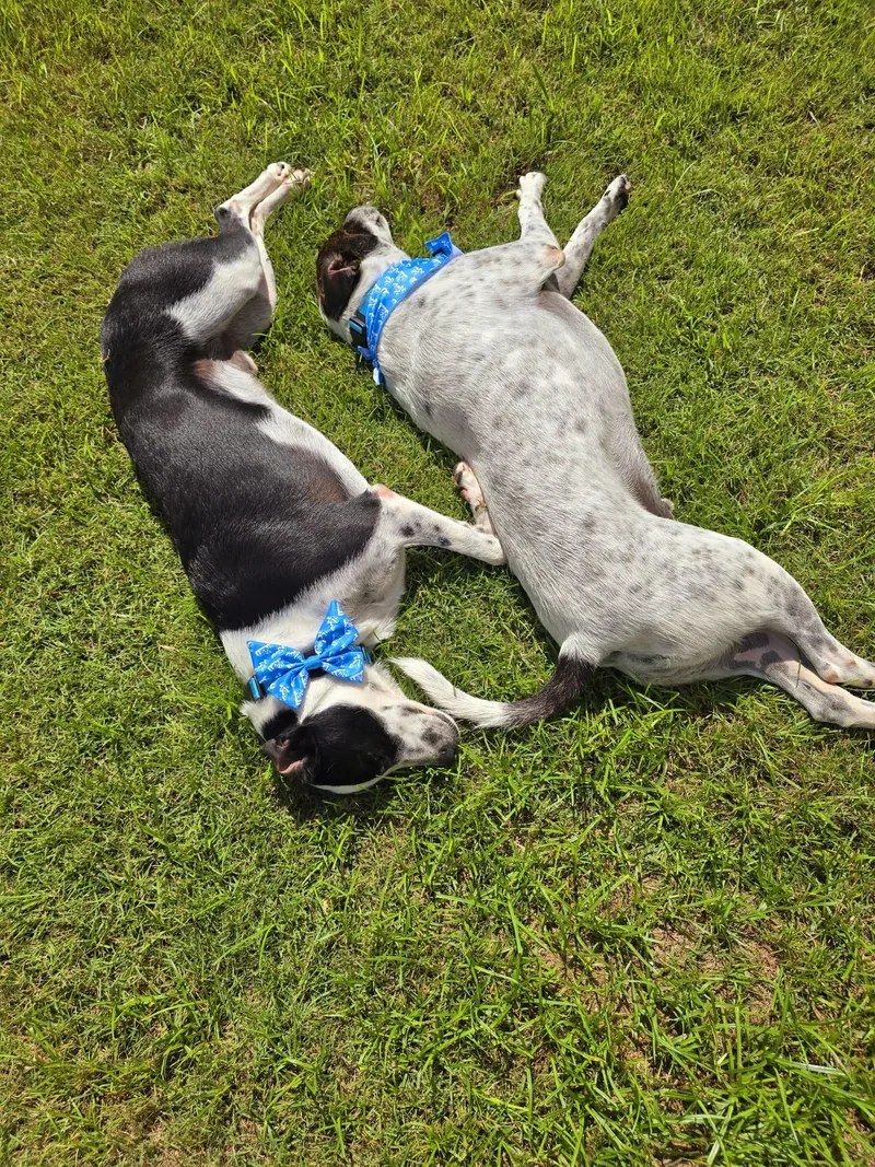 Van Gogh "bonded With thumbnail 4