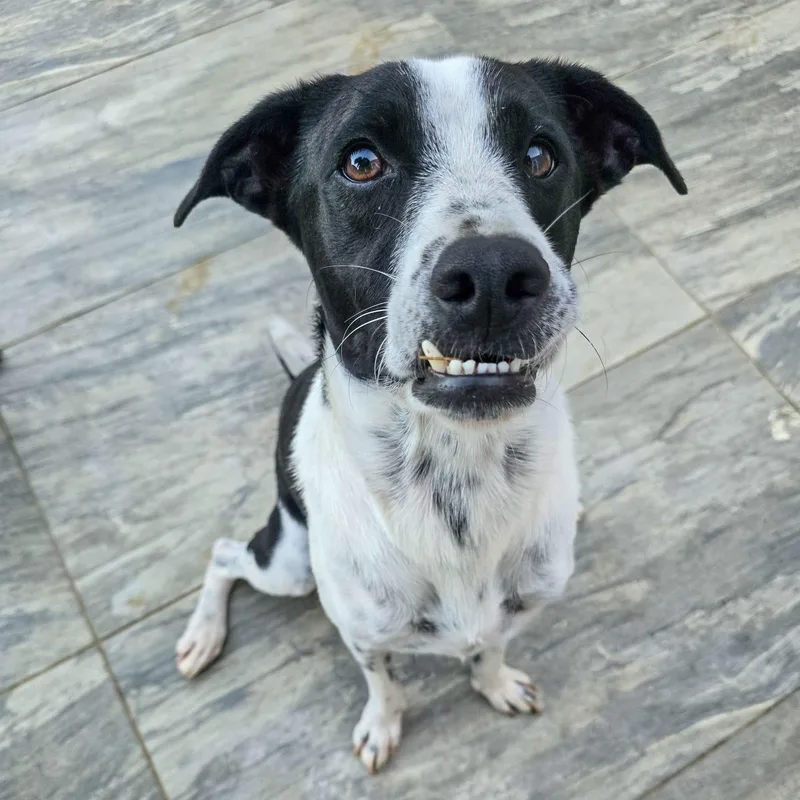 Van Gogh "bonded With thumbnail 5