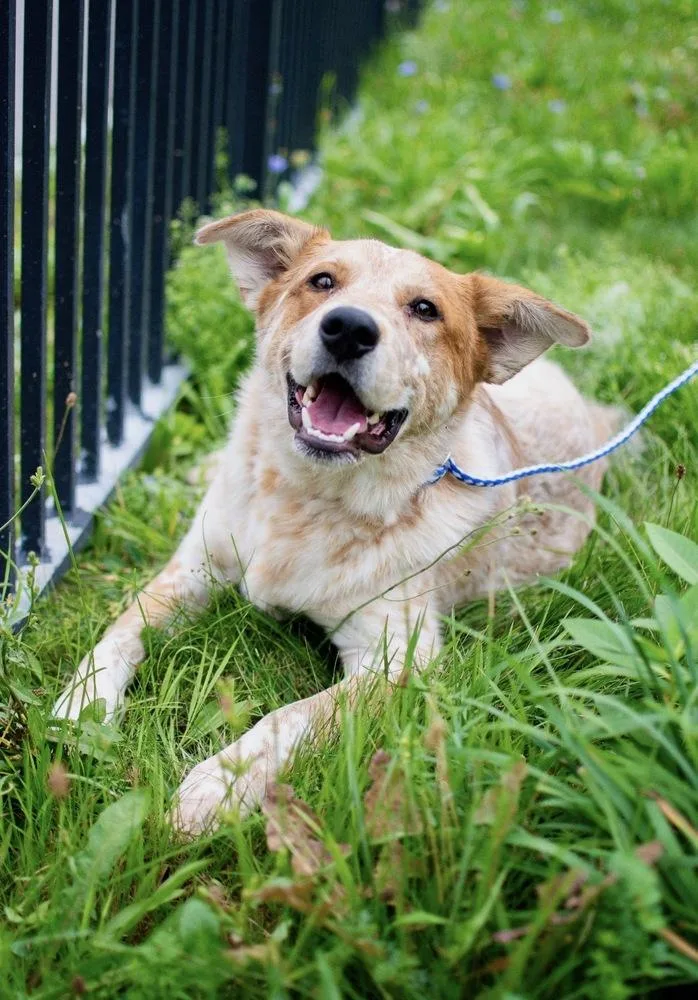 A young large-sized male Cattle Dog dog named Wally for adoption in Frankfort, NY
