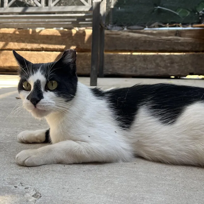 A young large-sized female Domestic Short Hair cat named Penelope for adoption in Pauls Valley, OK