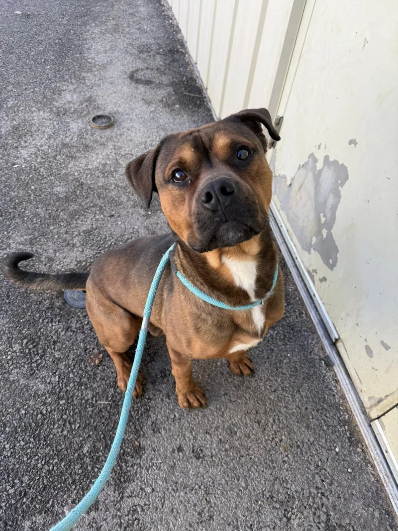 An adult medium-sized male Bicolor Mixed Breed dog named Roscoe for adoption in Tremont, IL