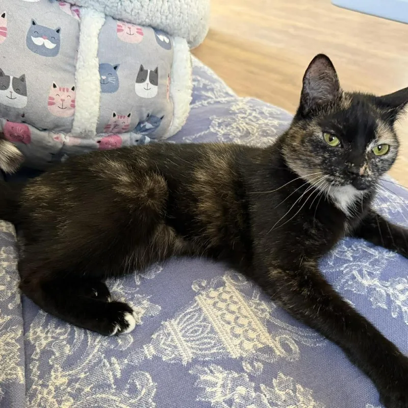 An adult medium-sized female Tortoiseshell Domestic Short Hair cat named Oreo for adoption in Fairfax Station, VA