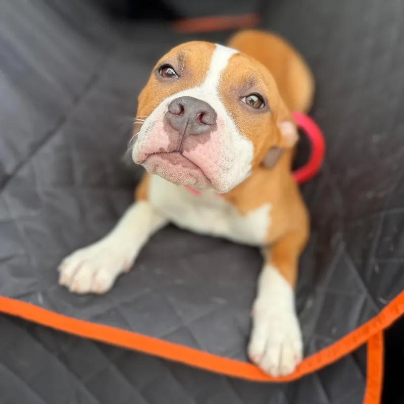A baby medium-sized female Brown / Chocolate Mixed Breed dog named Sammy Sweetheart for adoption in Medford, NJ