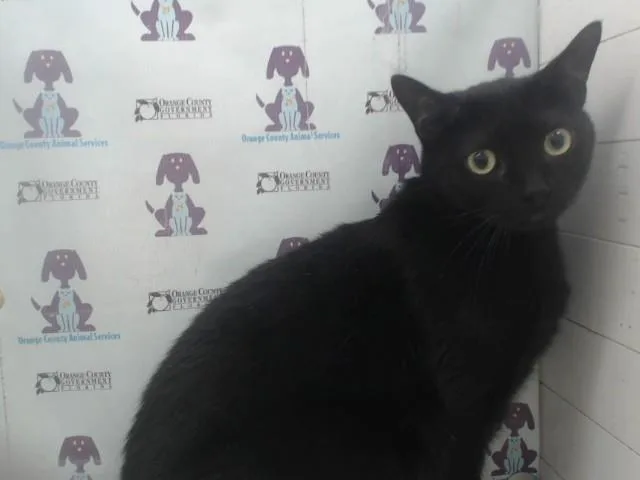 An adult small-sized female Domestic Short Hair cat named Tabatha for adoption in Orlando, FL