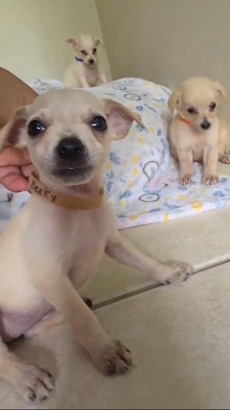 A baby small-sized female Chihuahua dog named Becky for adoption in Virginia Beach, VA