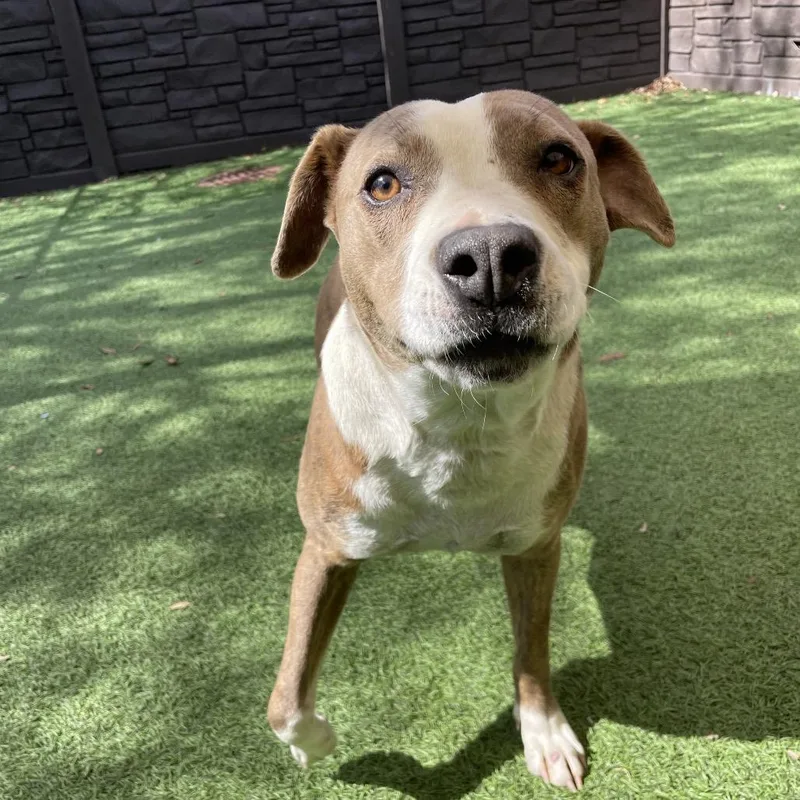 An adult medium-sized female White / Cream Mixed Breed dog named Pandora for adoption in LOXAHATCHEE, FL